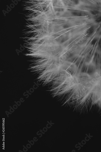 Dandelion seeds in detail © darknightsky