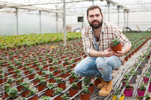 Professional gardener working with tomato seedlings in greenhouse