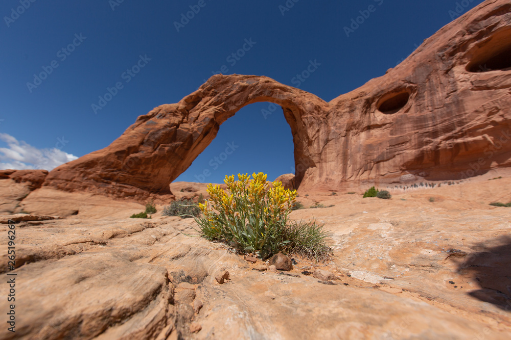 Corona Arch in Spring