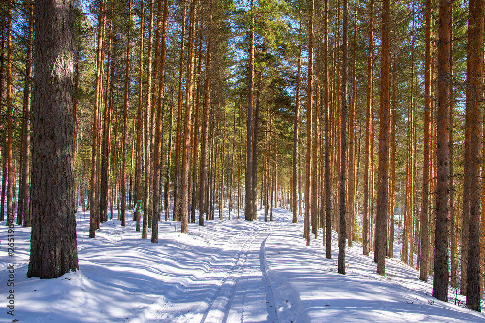 Ski tracks in the forest, Punkaharju, Finland Ski tracks in the forest, Punkaharju, Finland