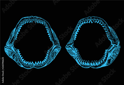 Two blue megalodon Jaws, shark jaws isolated on black background,vector sketch 