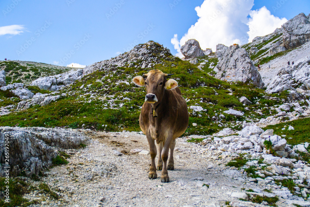 Naklejka premium Alpine brown adult cow with bell on neck standing on walking/hiking trail in Tre Cime di Lavaredo, Dolomites, Italy. Outdoor mountain scene. Natural landscape background.