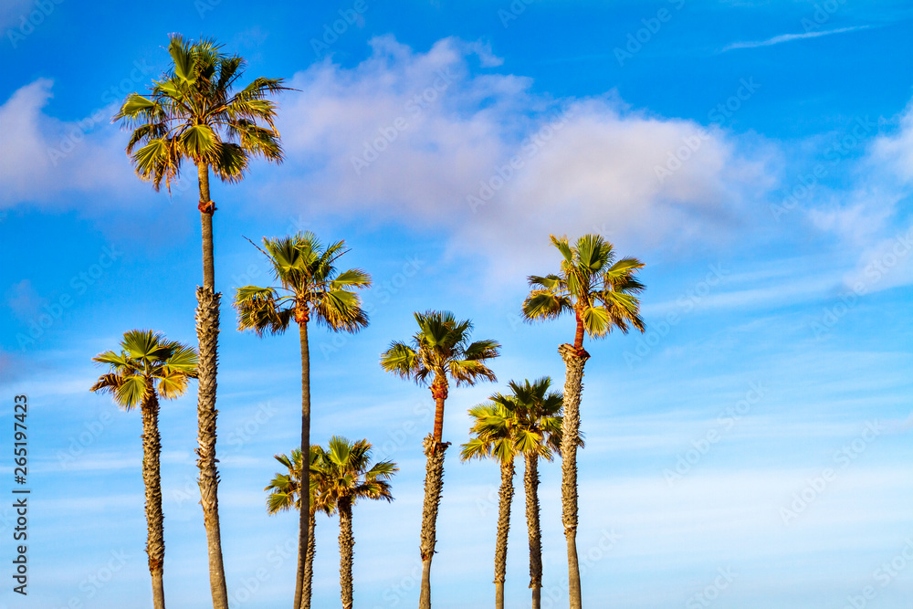 Palm trees with clouds and blue sky