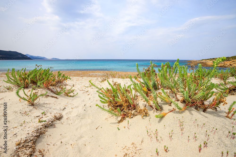 fat plants of Mediterranean scrub on sandy dunes in the Agriates desert with the sea in background, northern Corsica, France fat plants of Mediterranean scrub on sandy dunes in the Agriates desert with the sea in background, northern Corsica, France