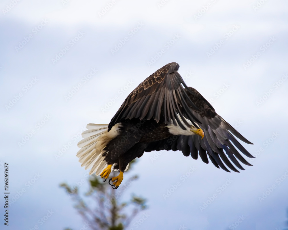 Obraz premium Bald Eagles