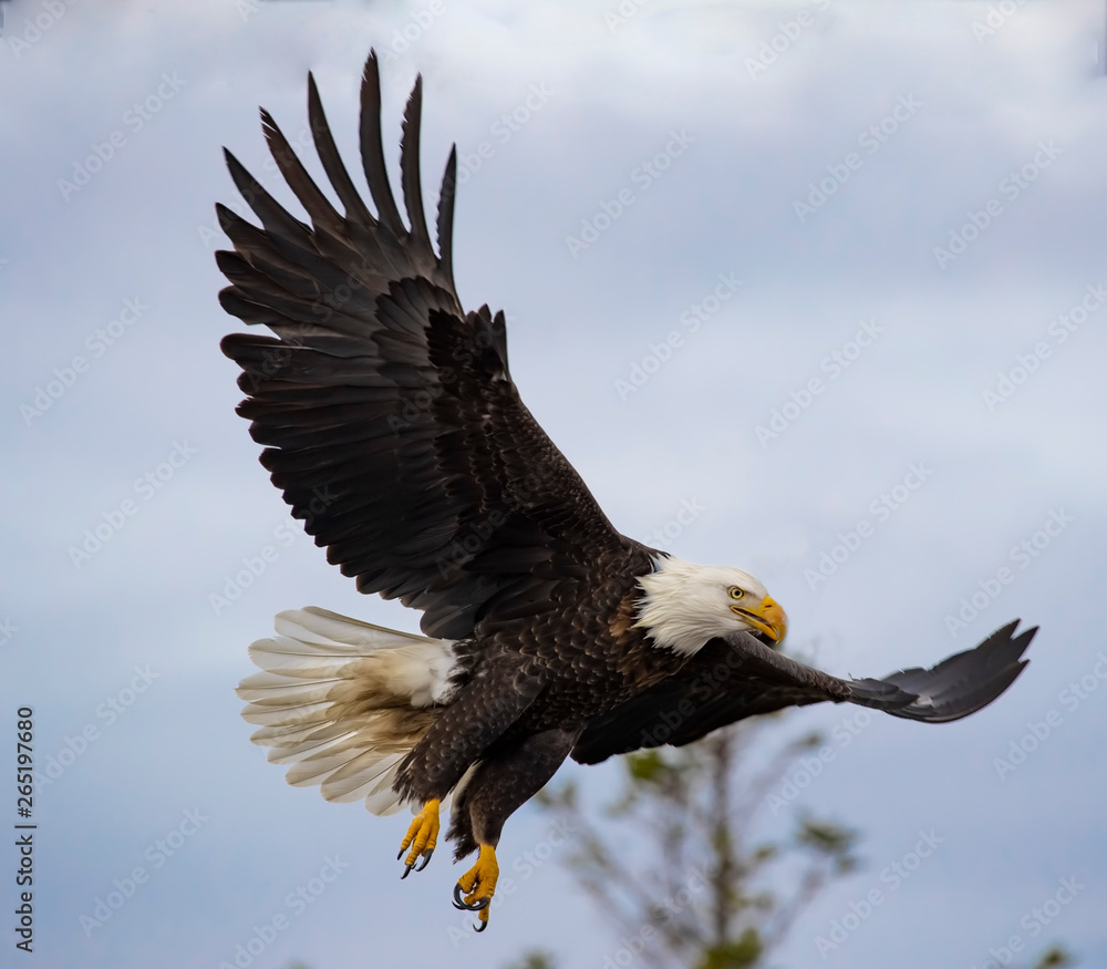 Obraz premium Bald Eagles