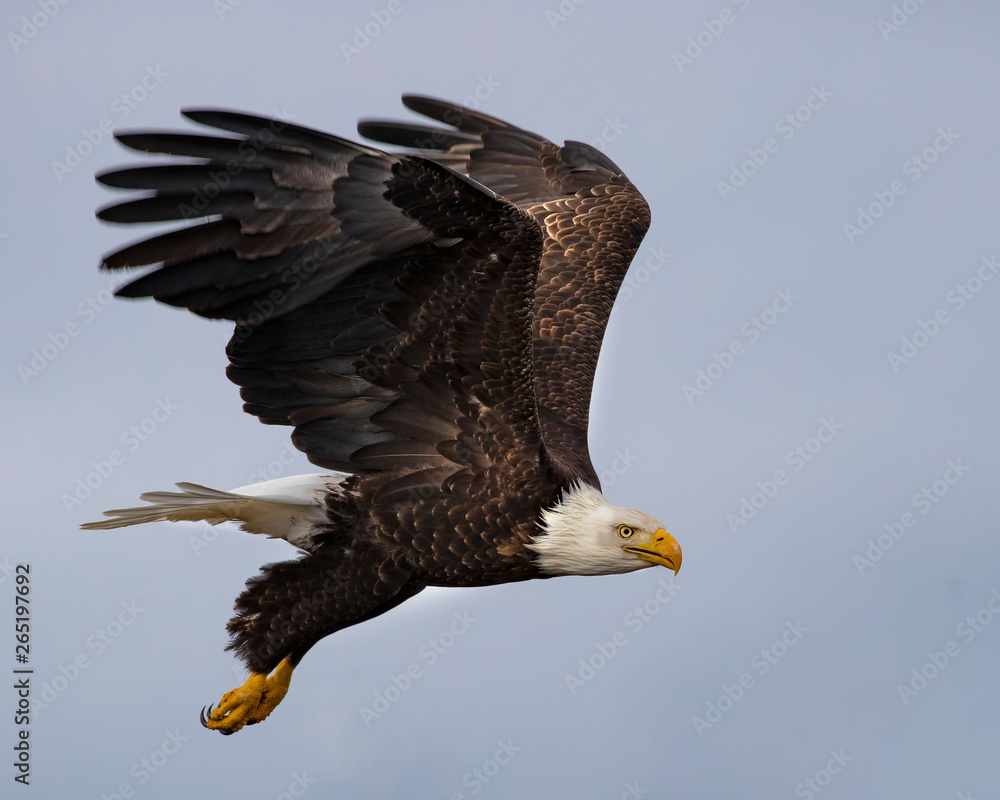 Fototapeta premium Bald Eagles