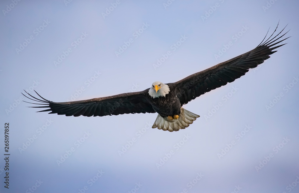 Naklejka premium Bald Eagles
