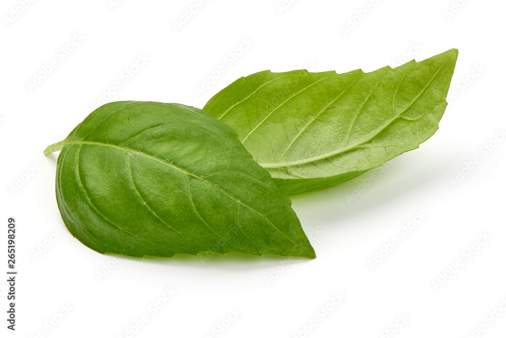 Fresh basil leaves, close-up, isolated on white background Fresh basil leaves, close-up, isolated on white background