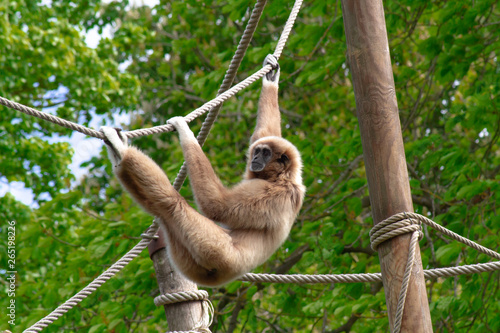 Fotografie gibbon