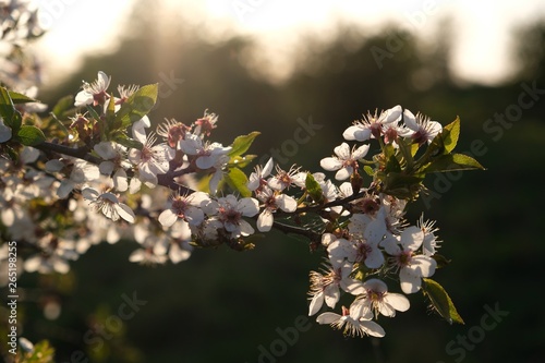 Kwitnąca śliwa - drzewo owocowe wiosną