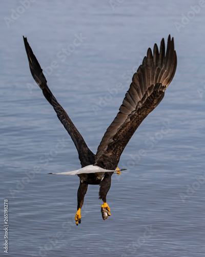 Bald Eagles