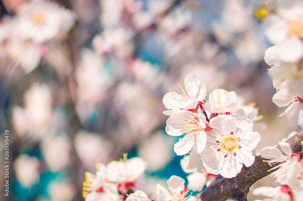apricot blossom, heart shape blur bokeh apricot blossom, heart shape blur bokeh