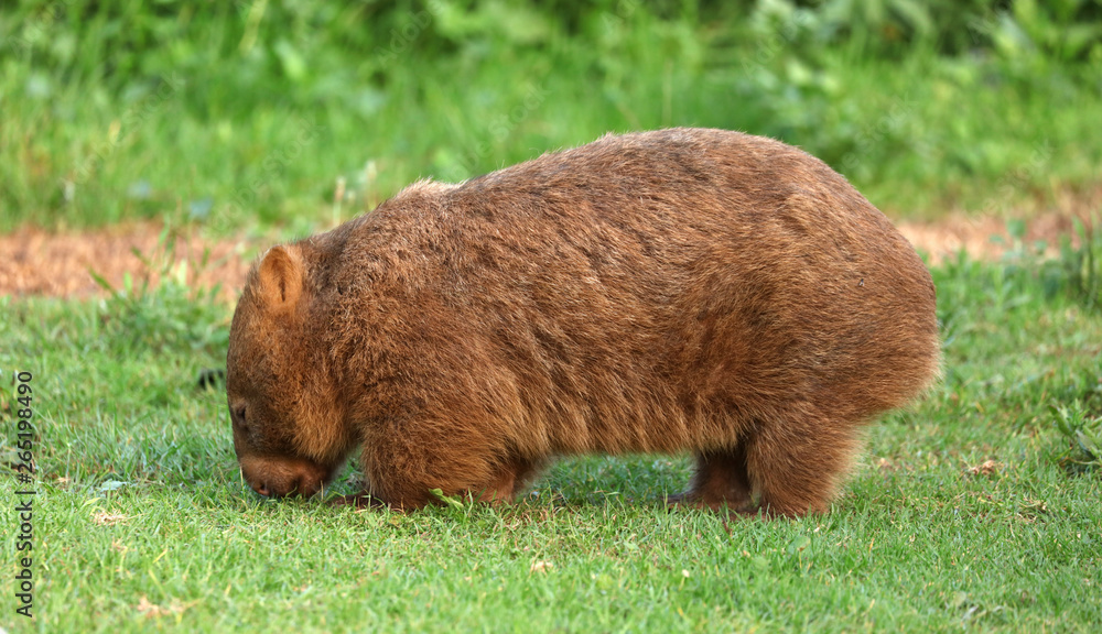 Fototapeta premium Wombat beim Grasen