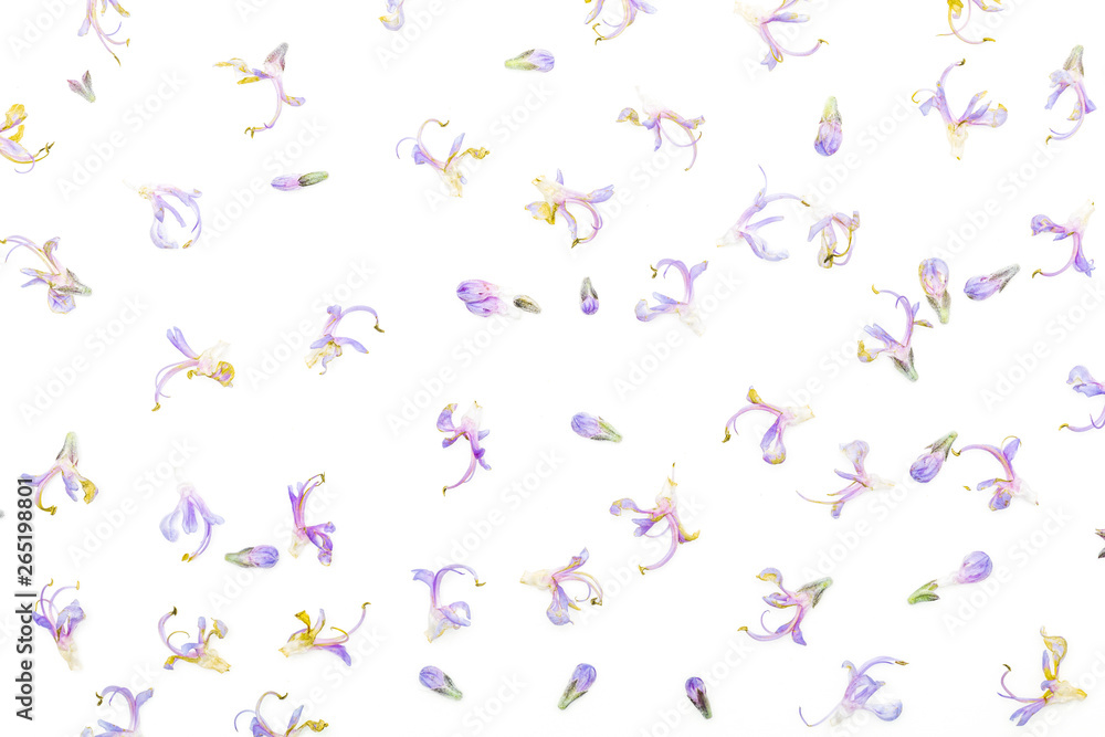 Texture of delicate purple flowers of fresh rosemary and green. Isolated on white background.