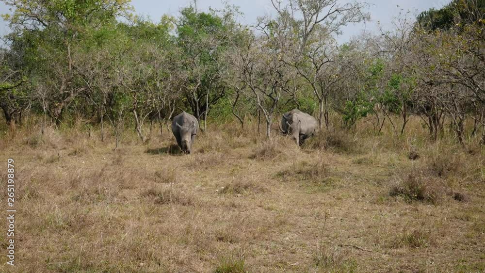 Wild African White Rhinos Graze Grass In The Bushes Of The Savannah Wild African White Rhinos Graze Grass In The Bushes Of The Savannah