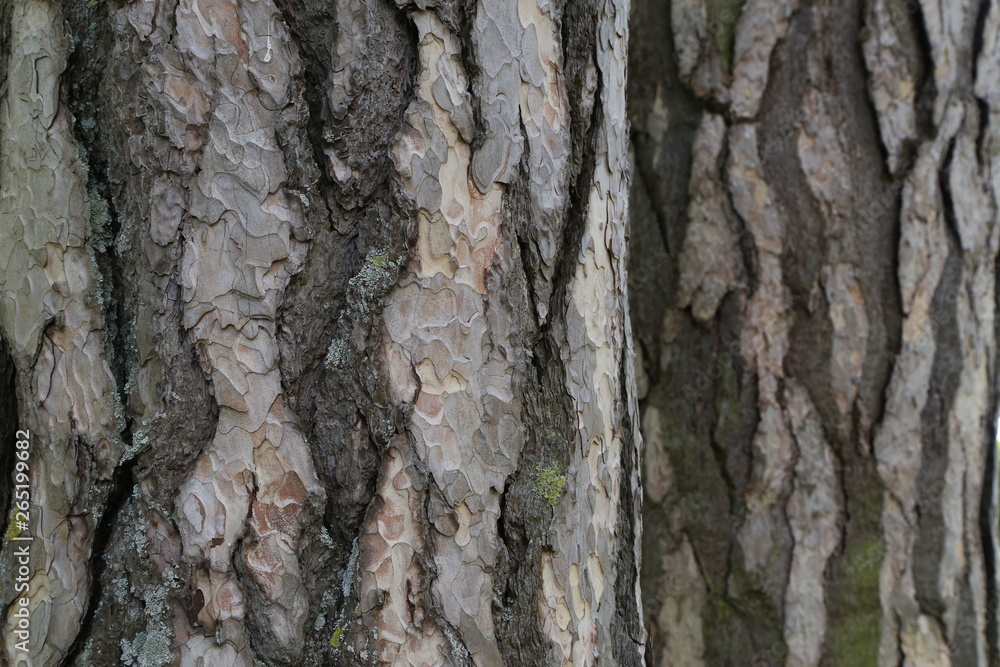 Close up view of bark of pinus negra tree, pinaceae family. Close up view of bark of pinus negra tree, pinaceae family.