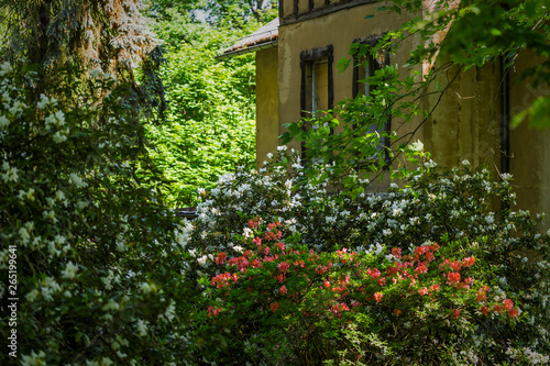  blossom and old house in rhododendron park