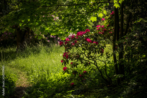 Fototapeta Naklejka Na Ścianę i Meble -  in rhododendron park