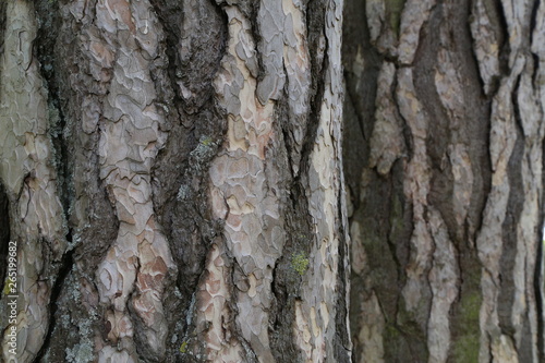 Fototapeta Naklejka Na Ścianę i Meble -  Close up view of bark of pinus negra tree, pinaceae family.