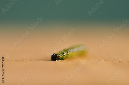 cydalima perspectalis green boxwood caterpillarfly on a leaf photo