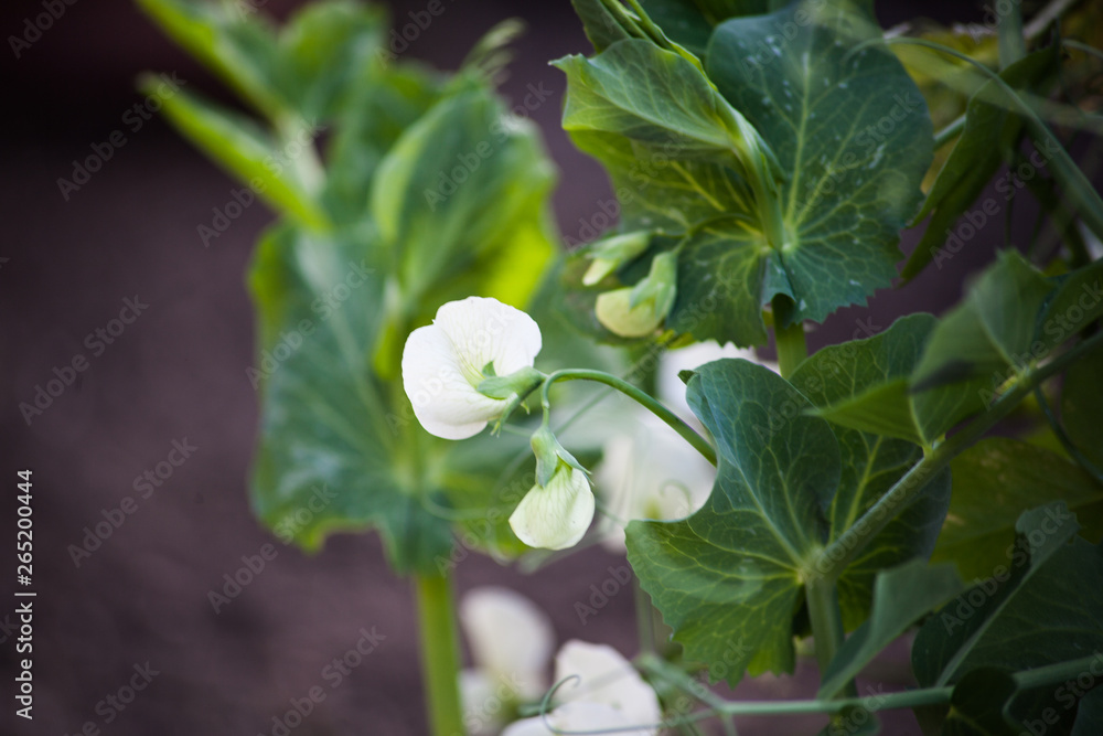 white flower in the garden white flower in the garden