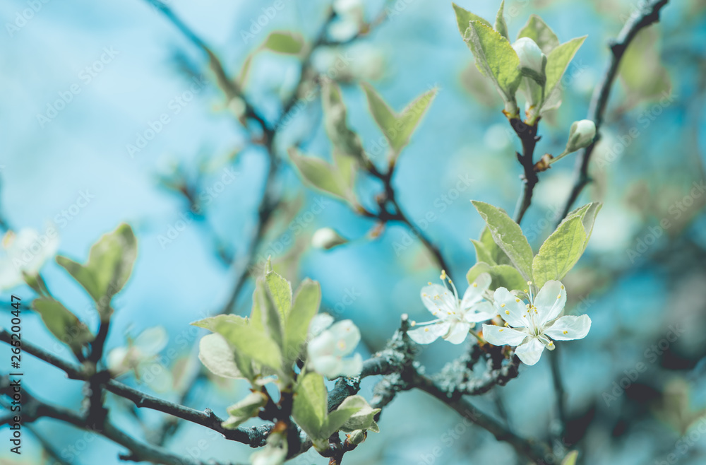 Spring flowers. Cherry blossoms over blurred nature background. Spring Background. Spring flowers. Cherry blossoms over blurred nature background. Spring Background.