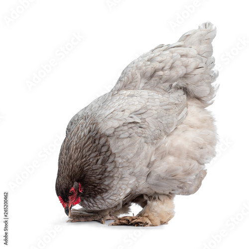 Bild auf Leinwand Nice blue Brahma hen, standing side ways