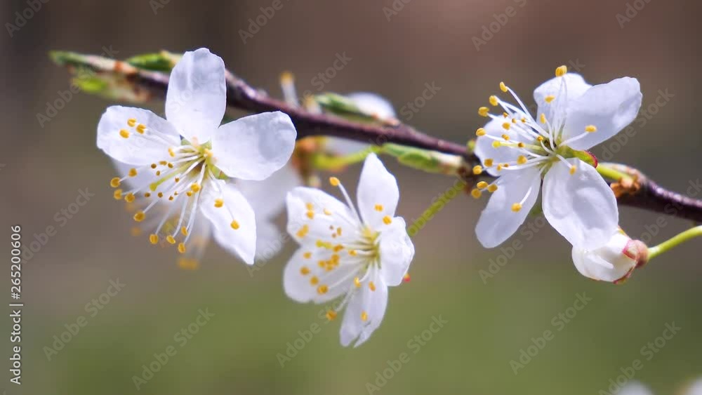 Cherry flowers in spring on a tree with raindrops Cherry flowers in spring on a tree with raindrops