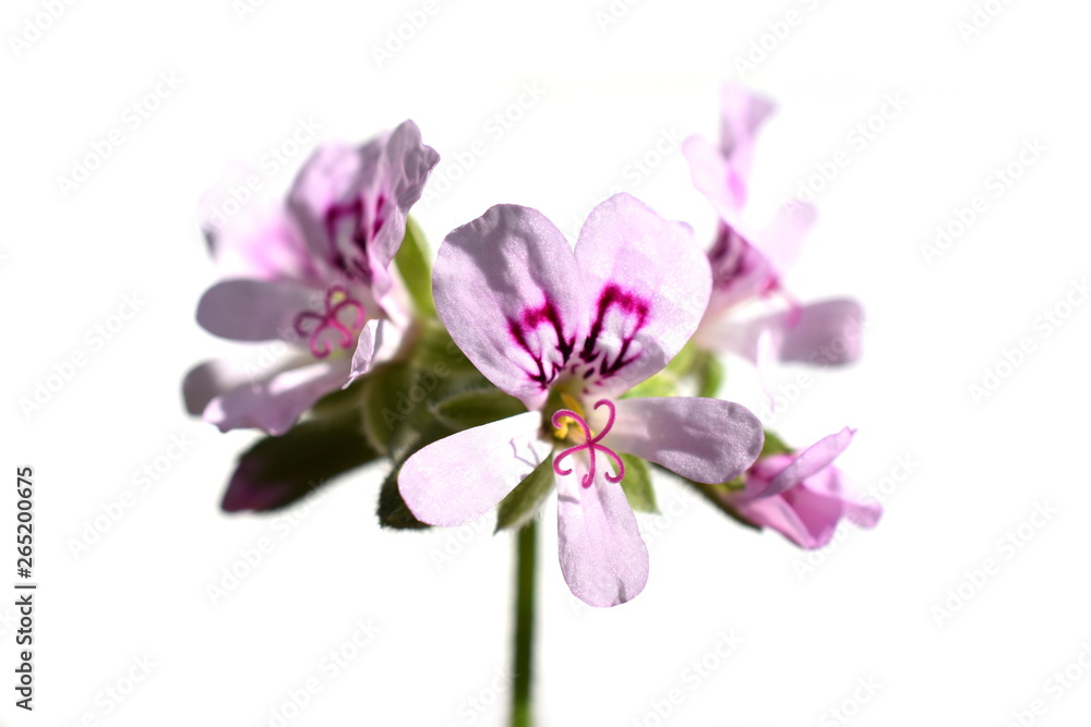 Closeup on the pink flowers of lemon-scented geranium on white background