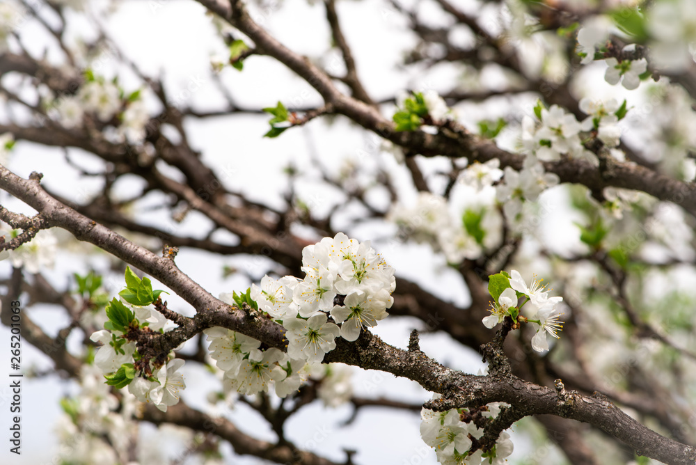 Cherry branches with white flowers, spring bloom, background. Cherry branches with white flowers, spring bloom, background.