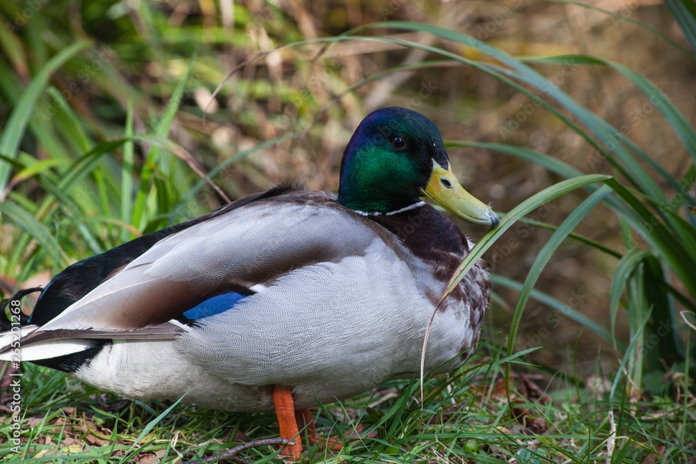 duck on grass duck on grass