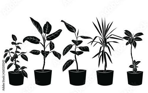 Collection silhouette beautiful ornamental plants for garden and home, tree and foliage in pots, black color isolated on white background. Vector illustration