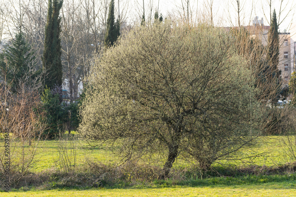 Obraz premium spring in parque