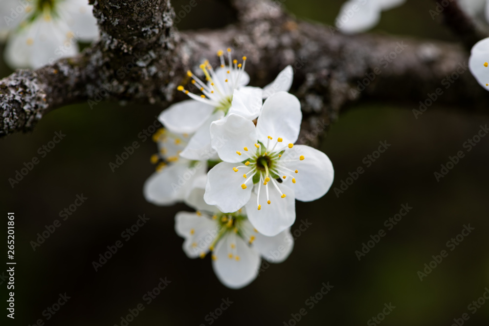 Obraz premium Spring flowers. Blossom tree over nature background. Spring Background.