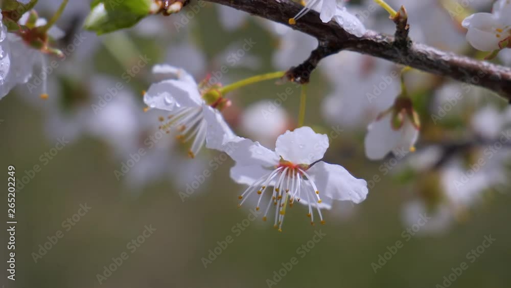 Cherry flowers in spring on a tree with raindrops Cherry flowers in spring on a tree with raindrops