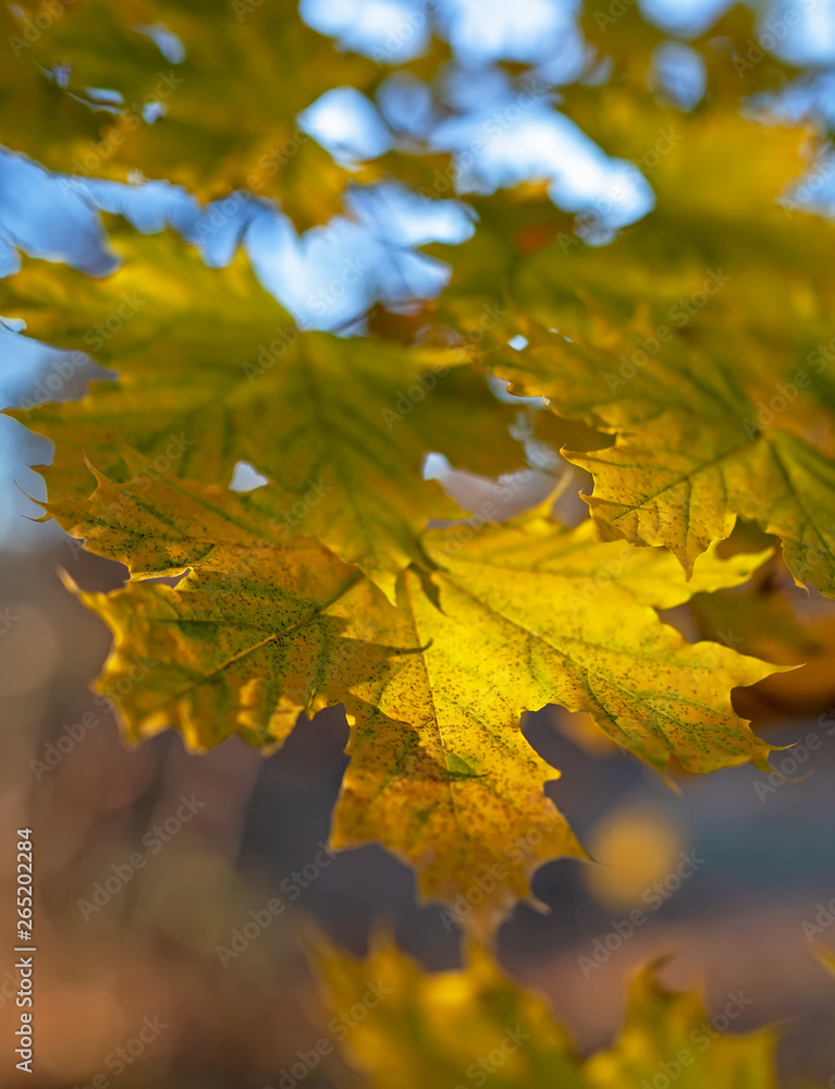 Yellow leaves of a maple, against the blue sky. Yellow leaves of a maple, against the blue sky.