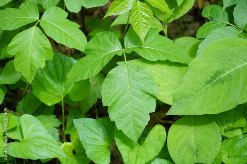 Closeup of wild poison ivy plant (devil's mittens) in a forest