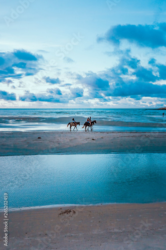 Horse and beach 