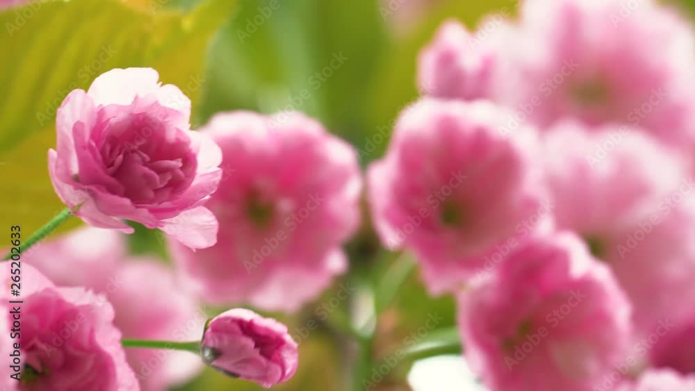 Springtime season and beautiful pink blossom of japanese sakura tree outdoors. Natural background. Springtime season and beautiful pink blossom of japanese sakura tree outdoors. Natural background.