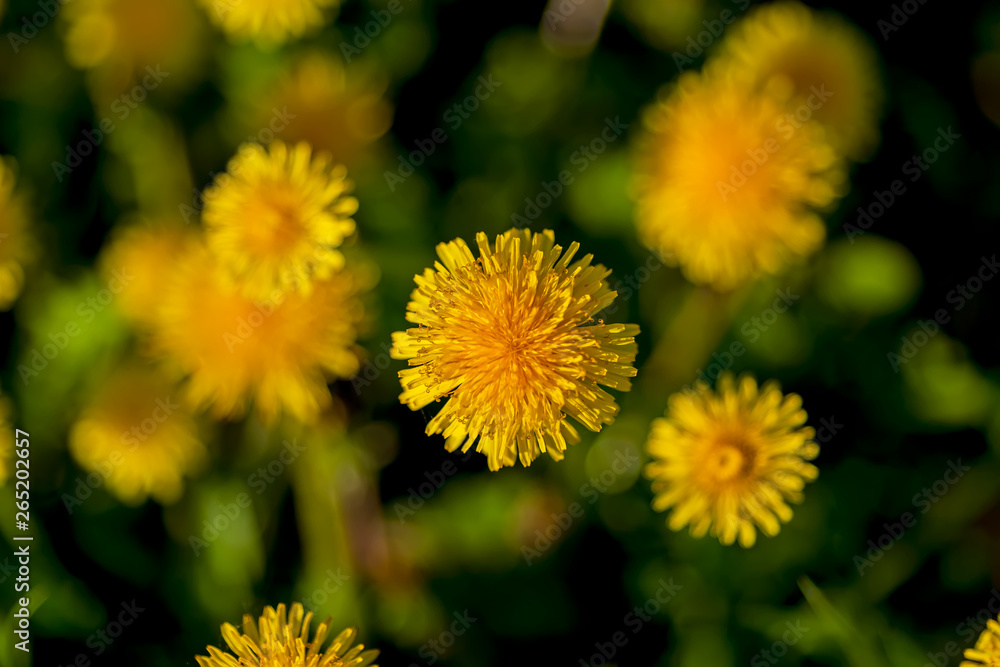 Fototapeta premium A field of yellow flowers dandelion.