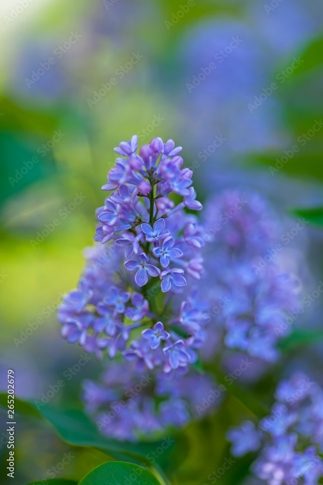 A branch of lilac against the sky.