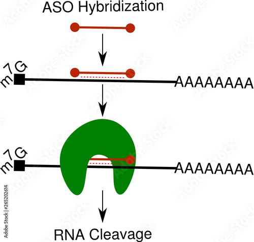 Antisense oligonucleotide knockdown RNase H1 photo