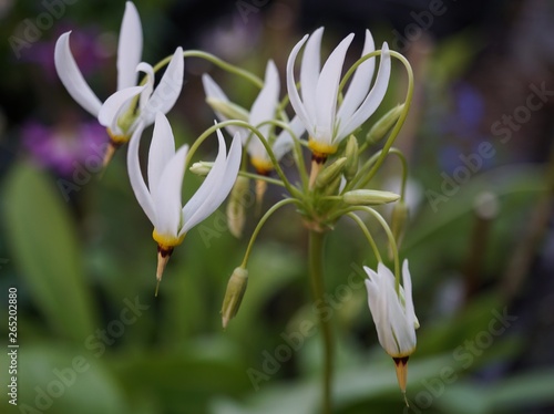 Dodecatheon meadia alba