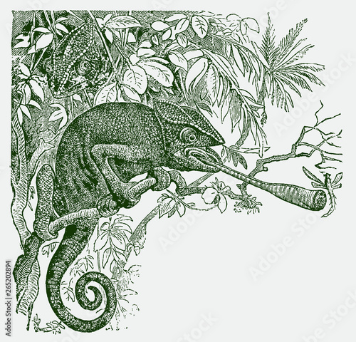 Common mediterranean chameleon, chamaeleo chamaeleon sitting on tree and capturing insect with its tongue, after antique engraving from 19 c.