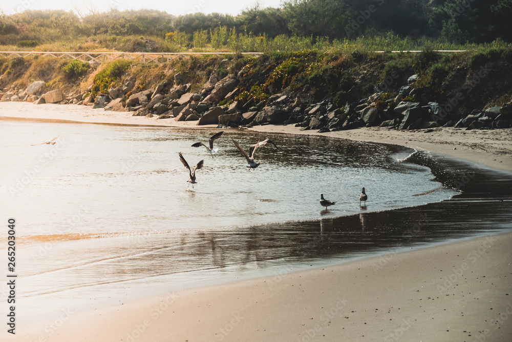 Obraz premium Levantar voo