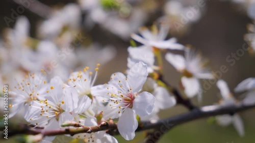 Wallpaper Mural Cherry flowers in spring on a tree with raindrops Torontodigital.ca