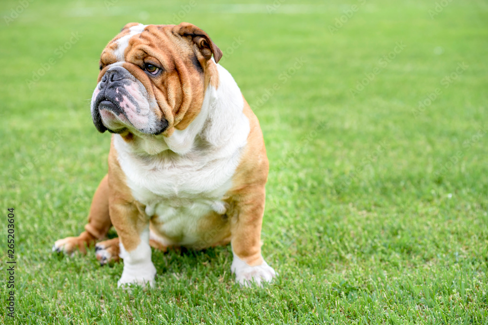 Beautiful English bulldog outdoor,selective focus and blank space Beautiful English bulldog outdoor,selective focus and blank space
