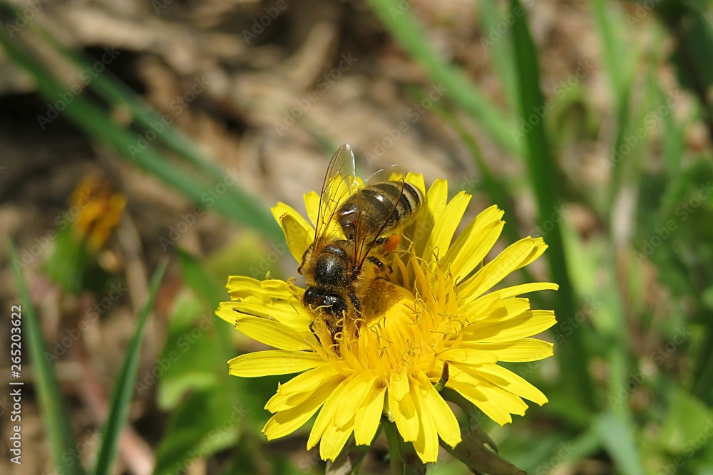 Bee on yellow dandelion flower in the meadow, closeup