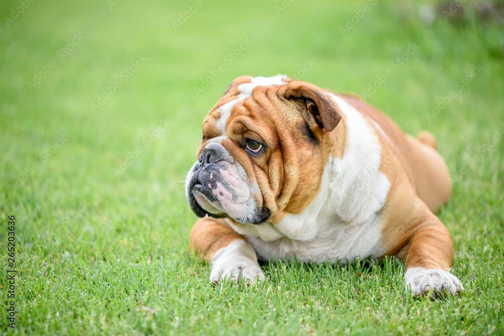 Fototapeta premium English bulldog outdoor,selective focus